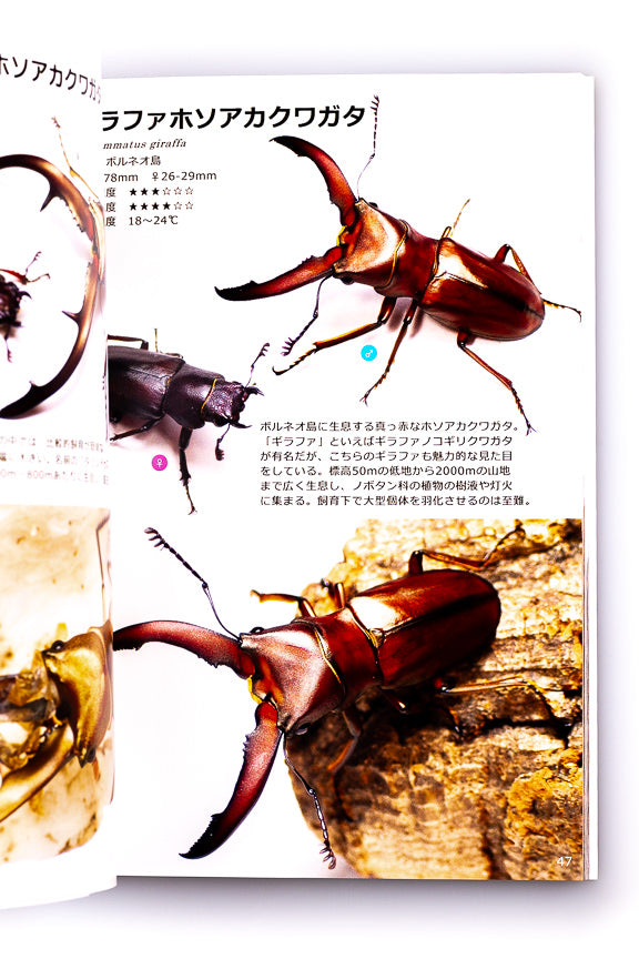 Fascinating Stag Beetles by Watakuwa