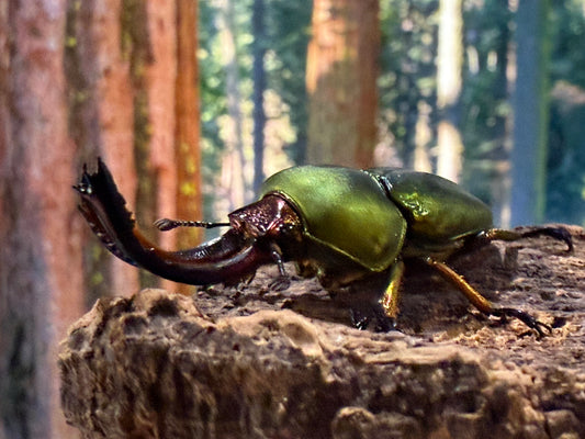 Jewel Stag Beetle (Lamprima adolphinae)