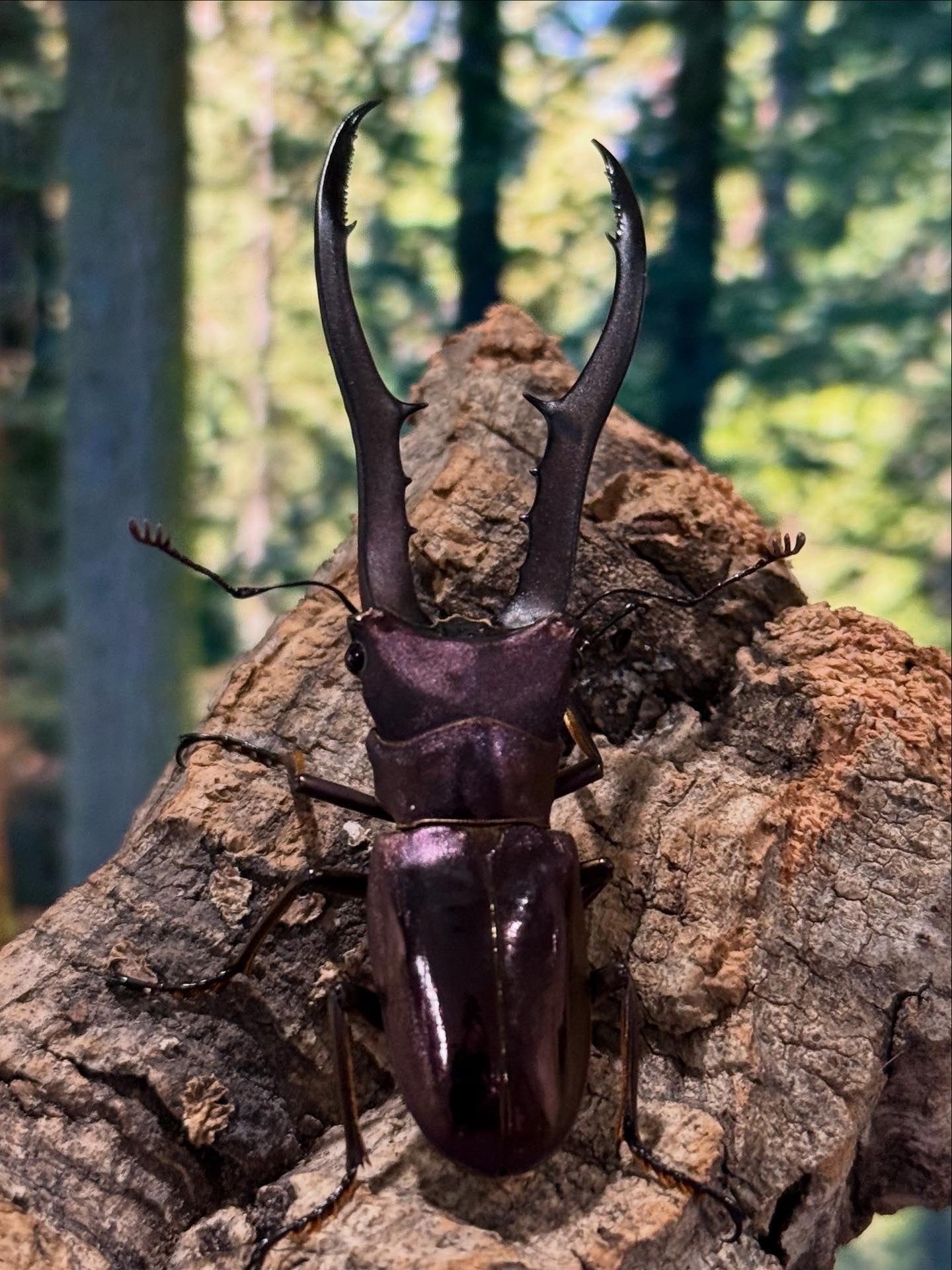 Metallic Stag Beetle (Cyclommatus metallifer finae)