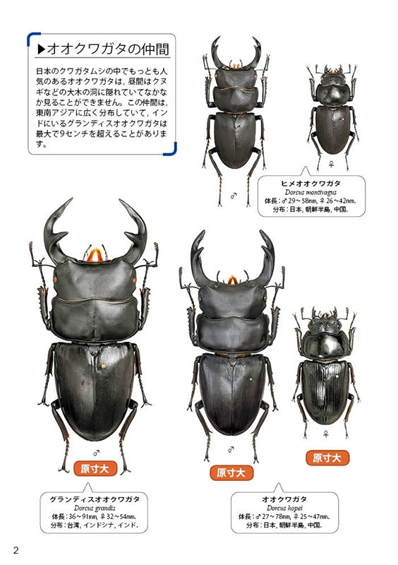 The Lucanid Beetles of the World by Toshiyuki Tsuchiya (Mushi-sha Publishing)