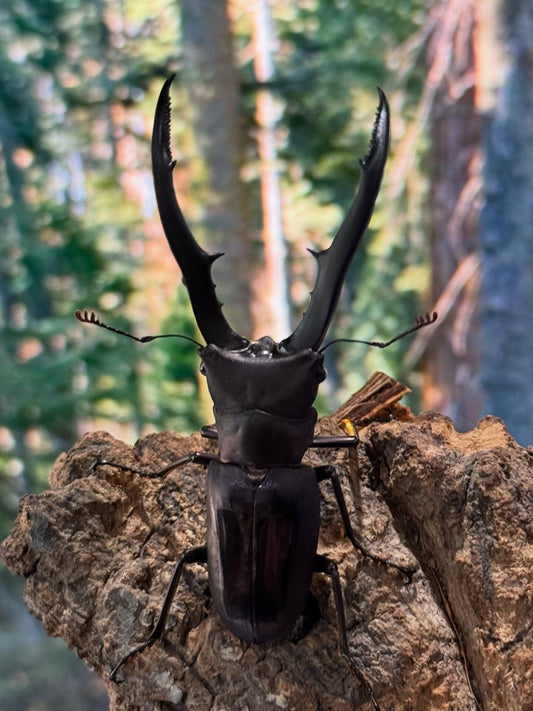 Metallic Stag Beetle (Cyclommatus metallifer finae)