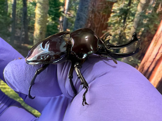 Rainbow Stag Beetle (Phalacrognathus muelleri) Purple