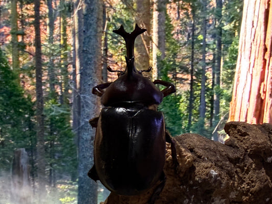 Taiwan Rhinoceros Beetle (Trypoxylus dichotomus tsunobosonu)
