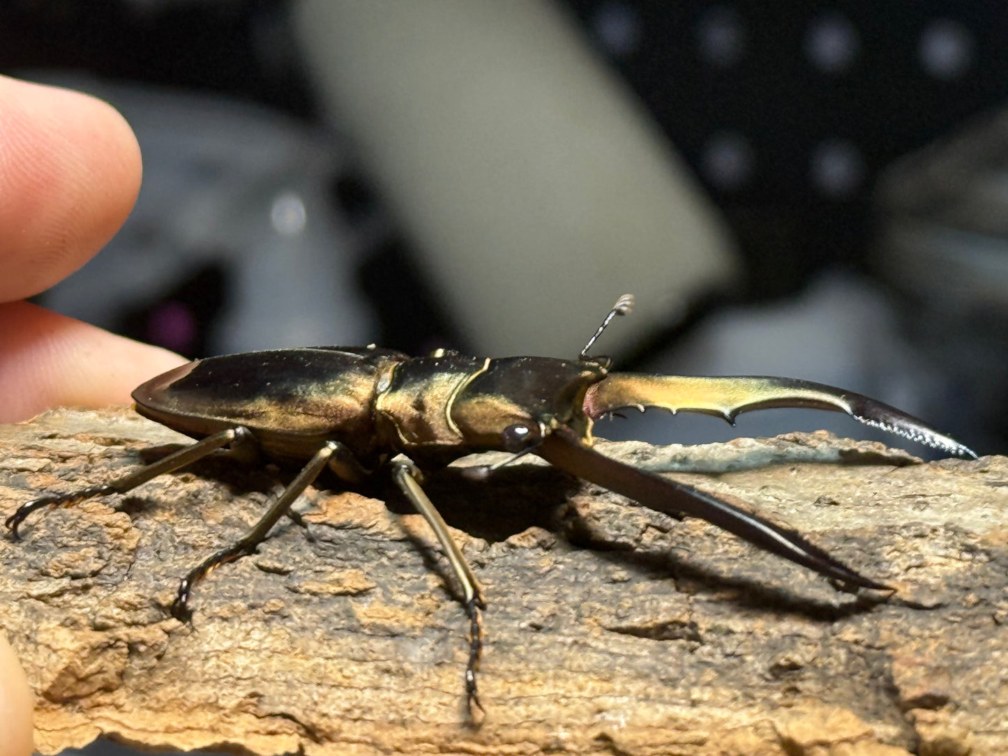 Metallic Stag Beetle (Cyclommatus metallifer finae)