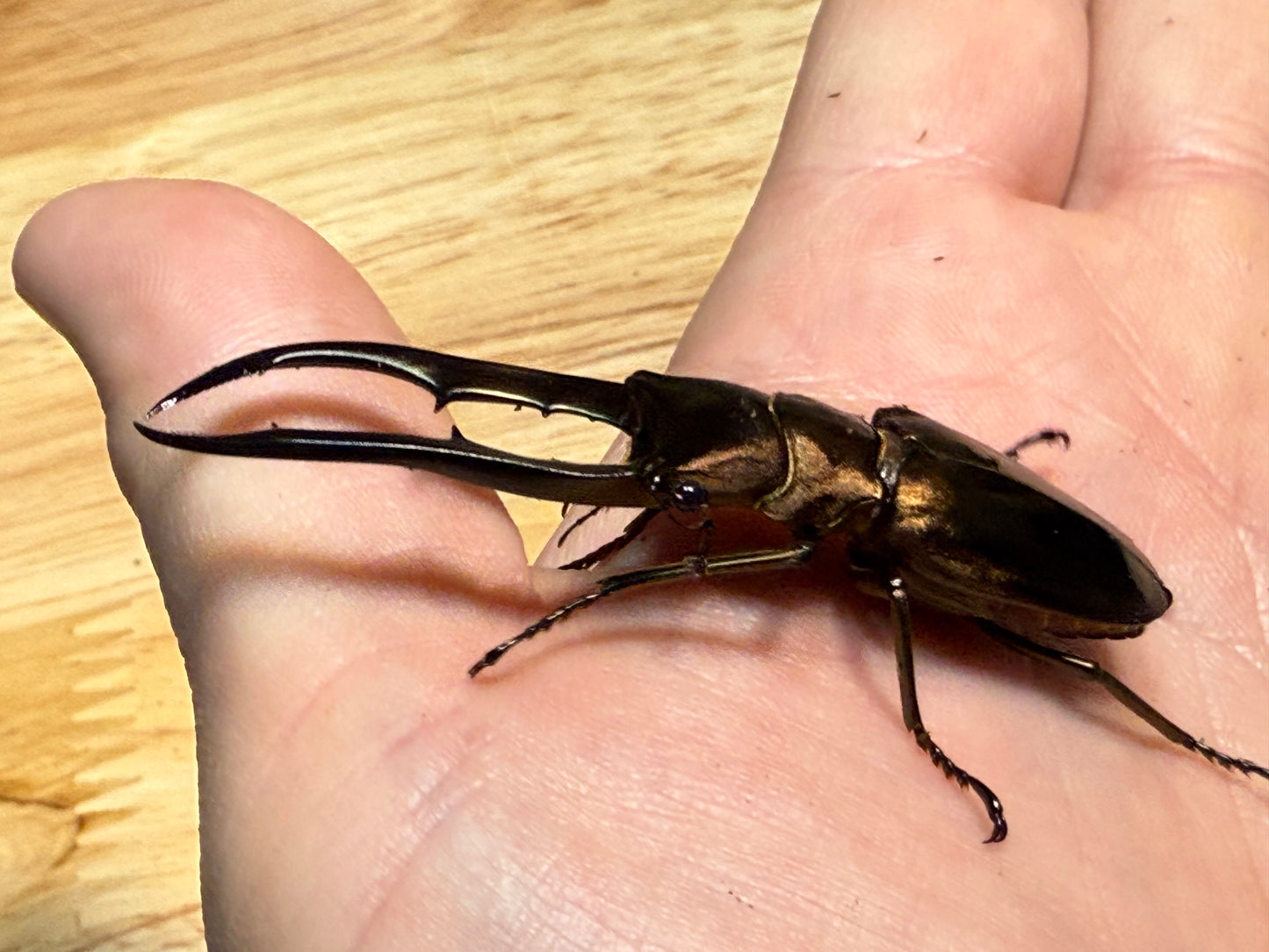 Metallic Stag Beetle (Cyclommatus metallifer finae)
