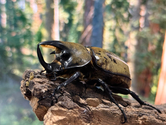 Eastern Hercules Beetle (Dynastes tityus)