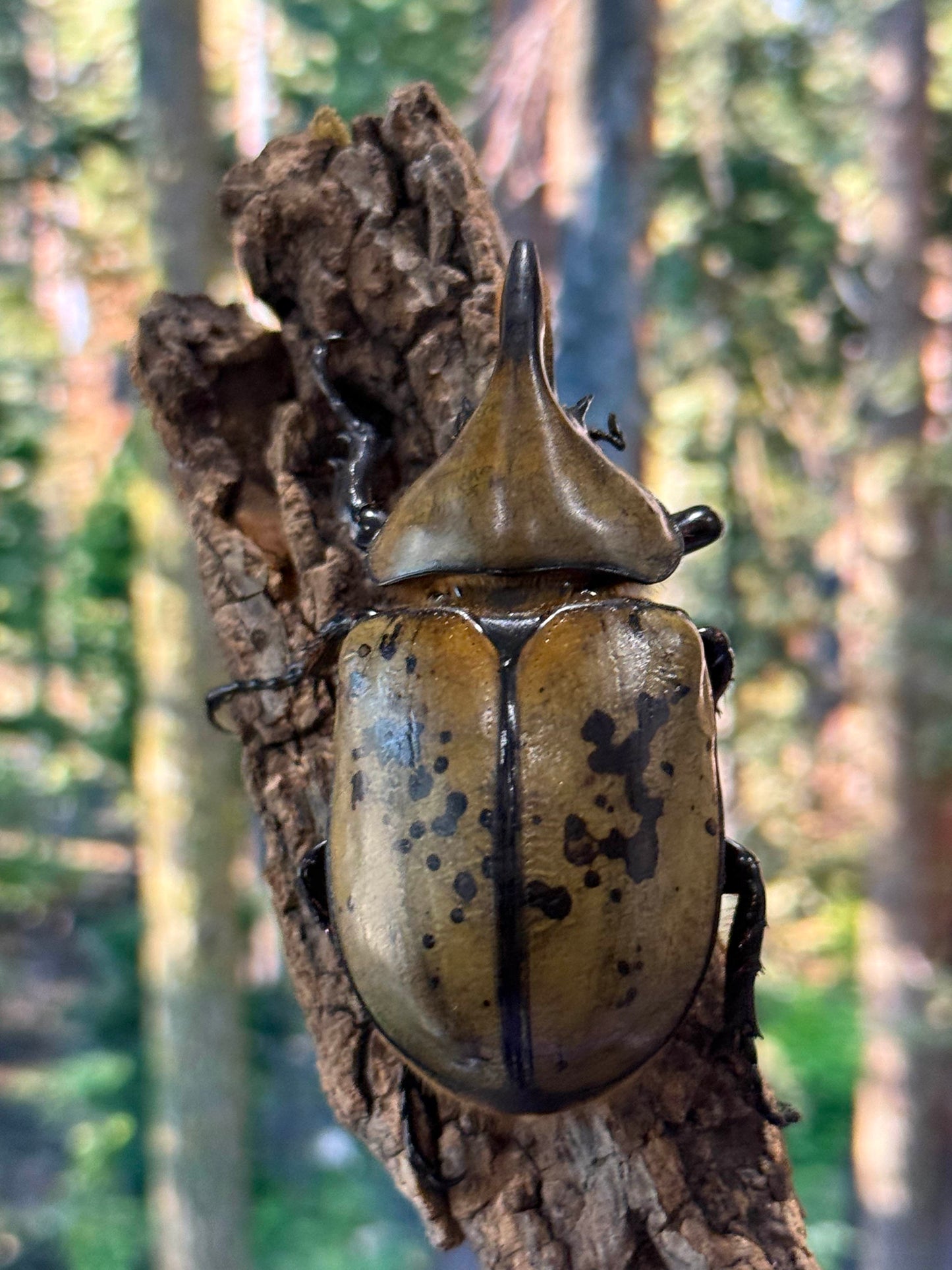 Eastern Hercules Beetle (Dynastes tityus)