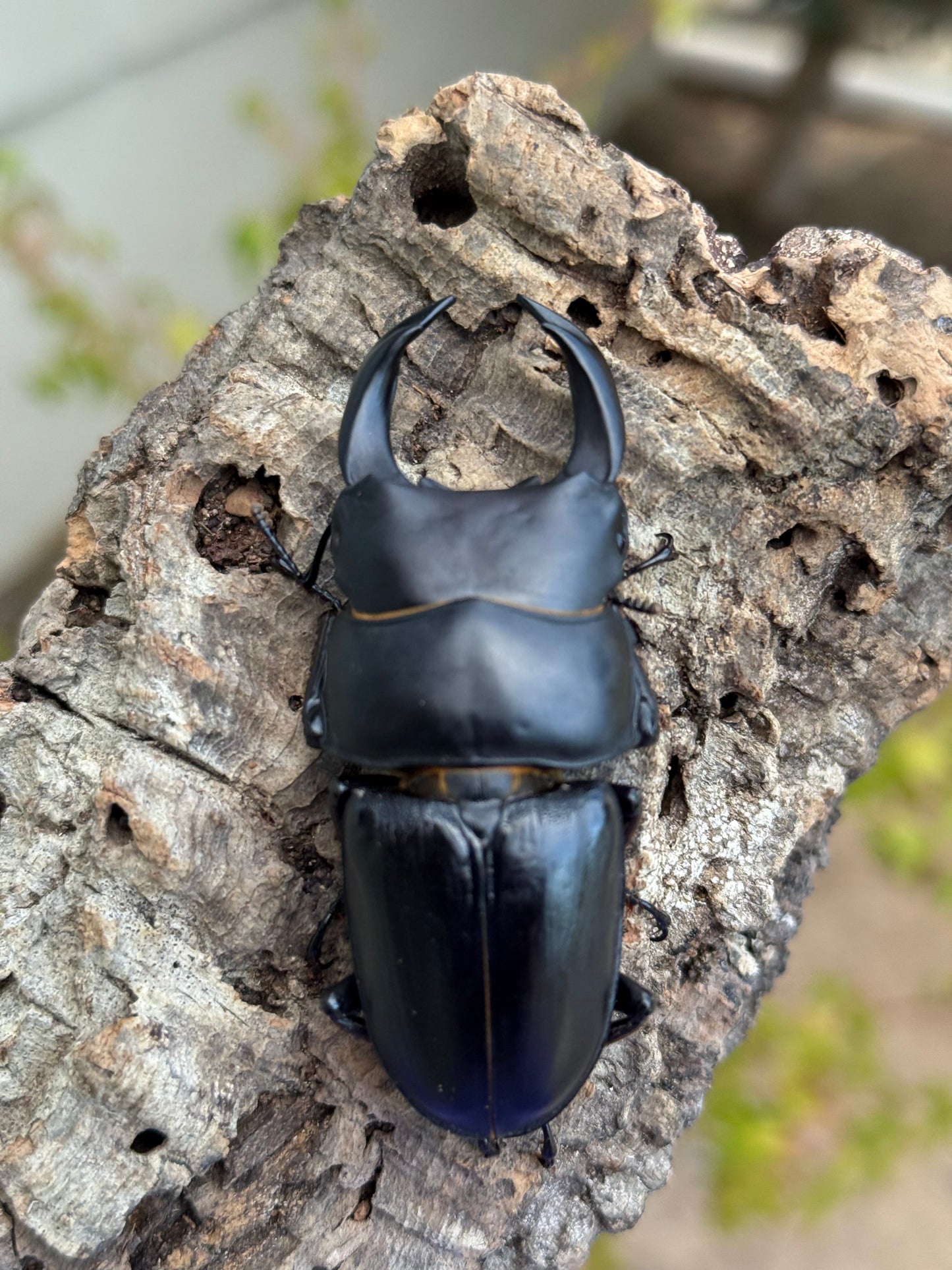 Japanese Great Stag Beetle (Dorcus hopei binodulosus)