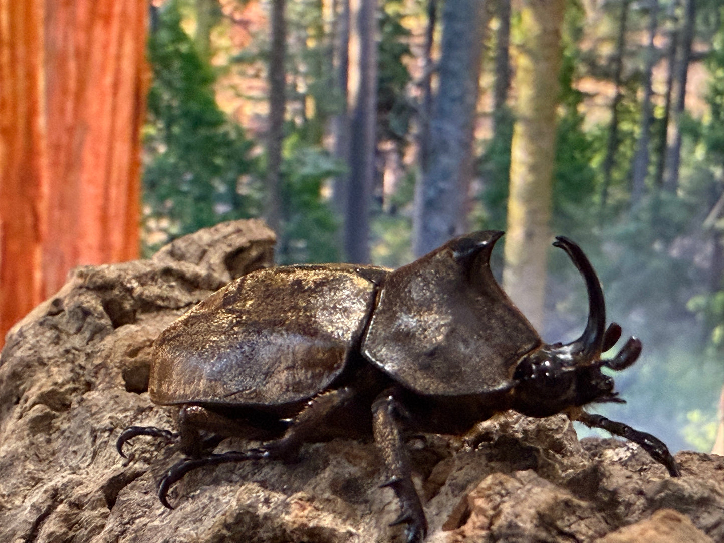 Tempest Rhinoceros Beetle (Allomyrina pfeifferi)