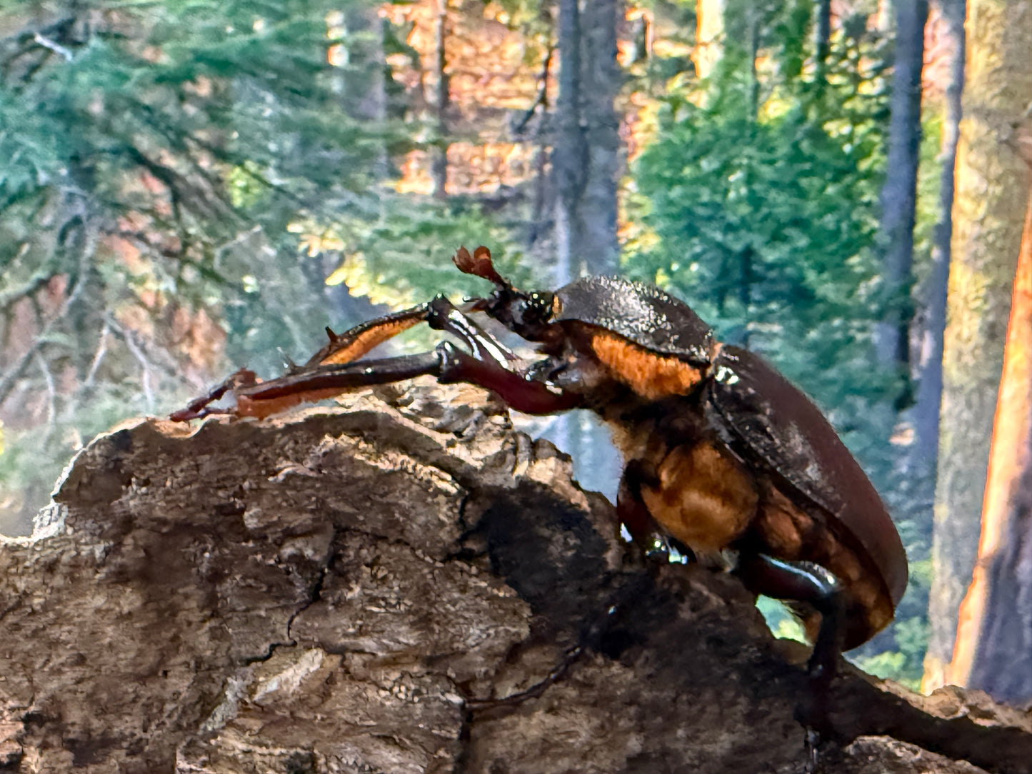 Turkey Long Arm Beetle (Propomacrus bimucronatus)