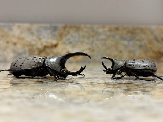 Western Hercules Beetle (Dynastes grantii)