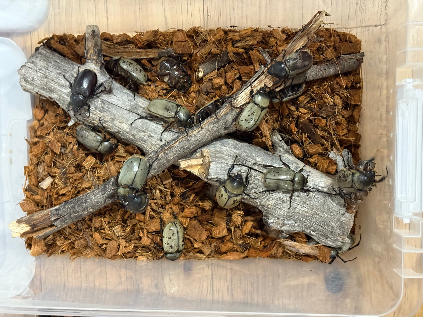 Western Hercules Beetle (Dynastes grantii)