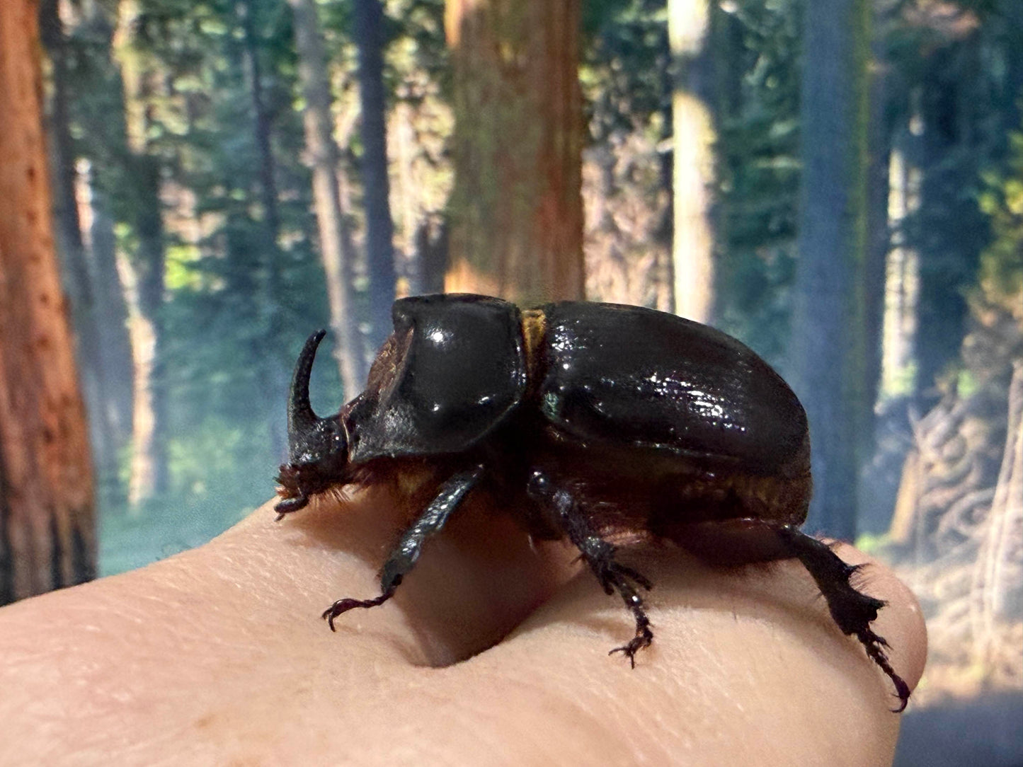 Western Rhinoceros Beetle (Xyloryctes thestalus)