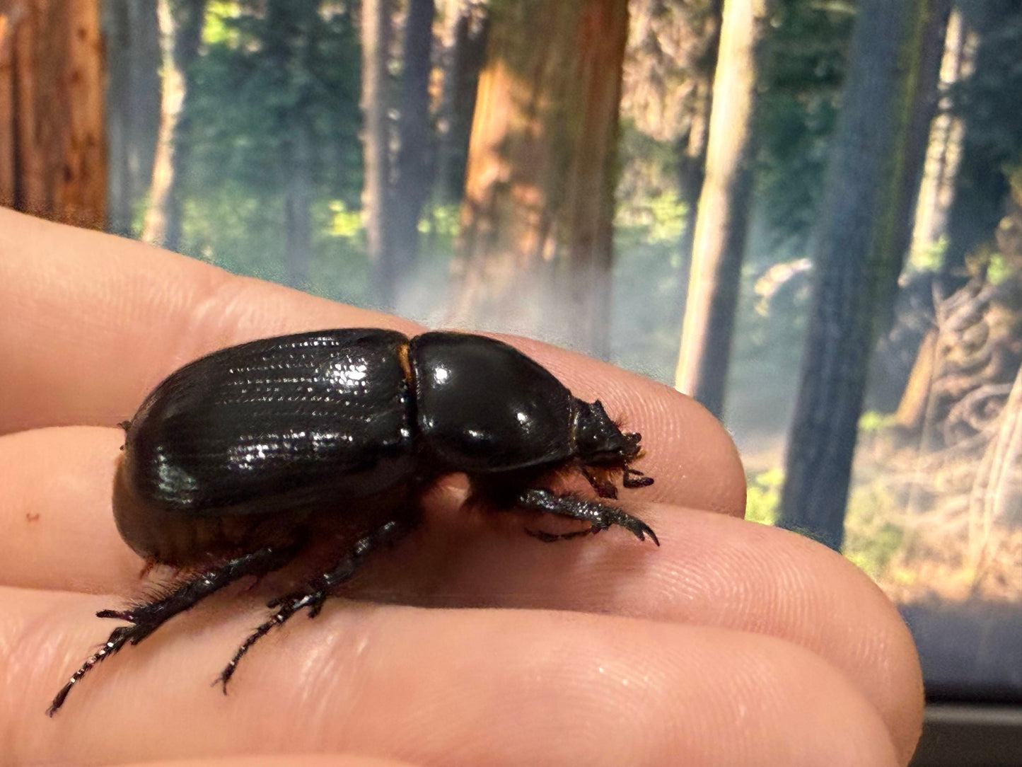 Western Rhinoceros Beetle (Xyloryctes thestalus)