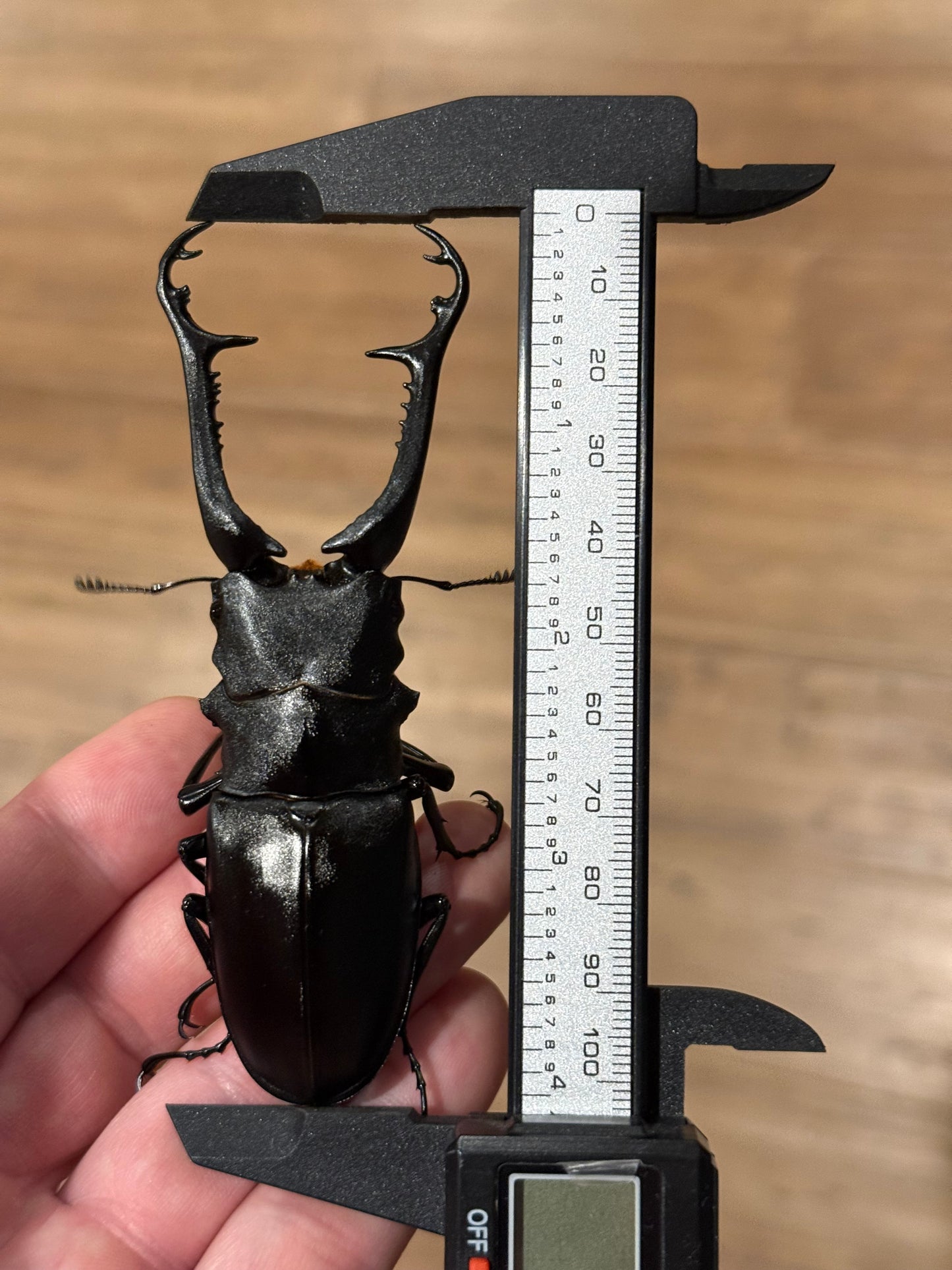 Keisukei's Giraffe Stag Beetle (Prosopocoilus giraffa keisukei)