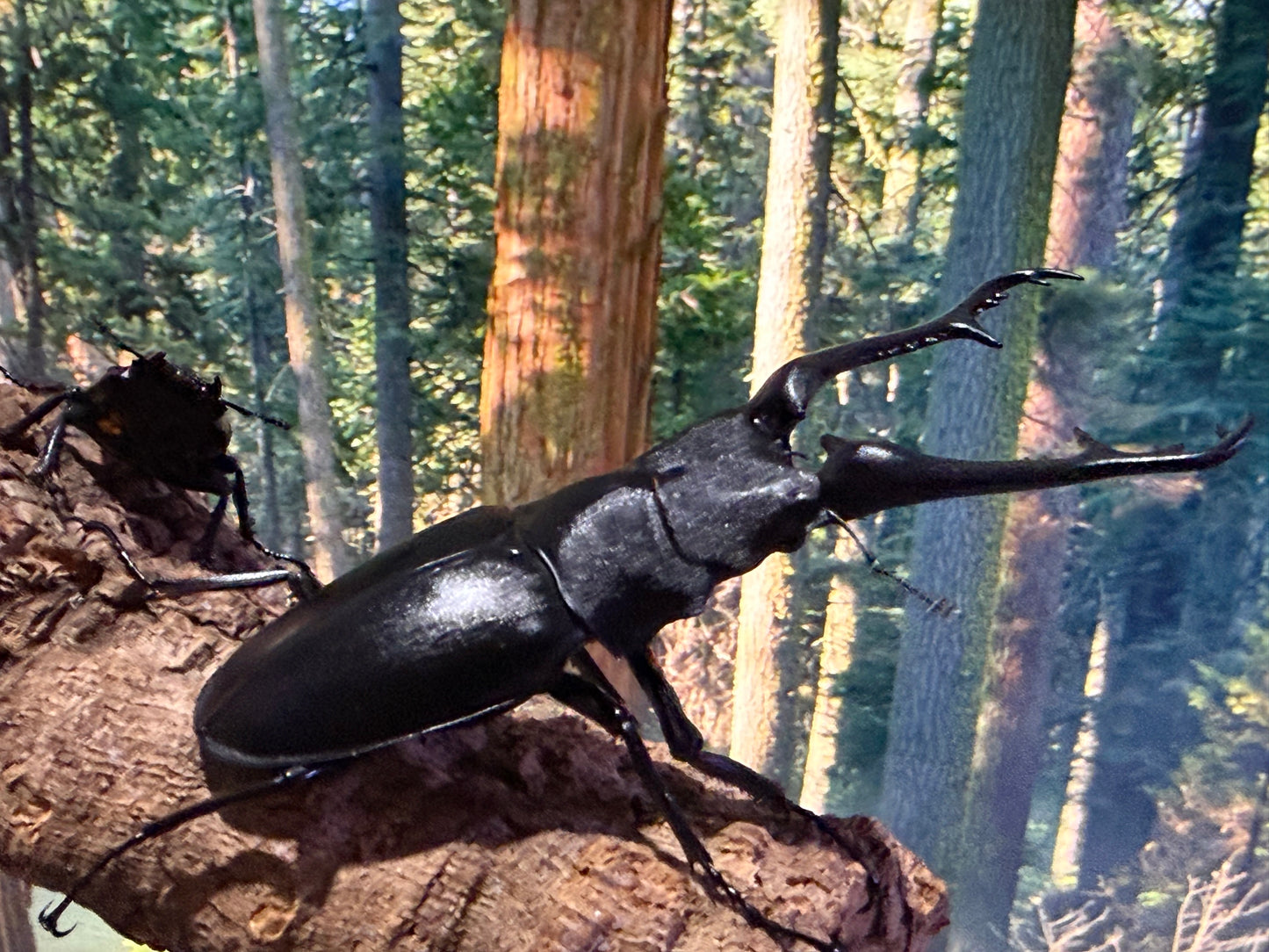 Keisukei's Giraffe Stag Beetle (Prosopocoilus giraffa keisukei)