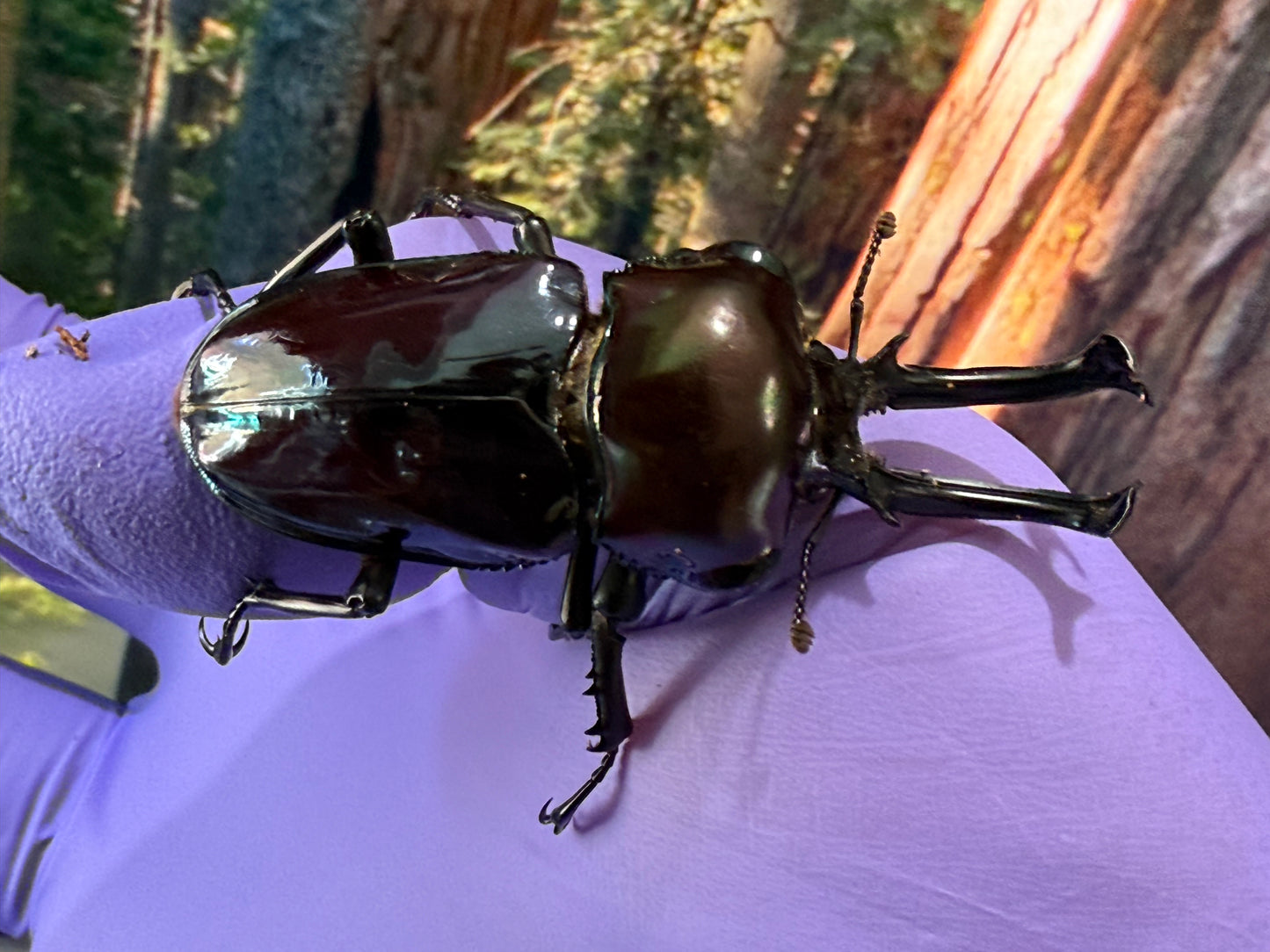 Rainbow Stag Beetle (Phalacrognathus muelleri) Purple