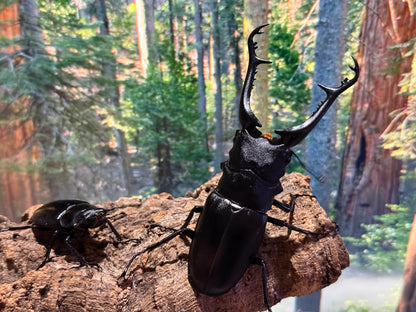 Keisukei's Giraffe Stag Beetle (Prosopocoilus giraffa keisukei)