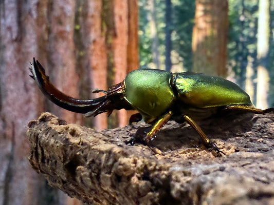Jewel Stag Beetle (Lamprima adolphinae)