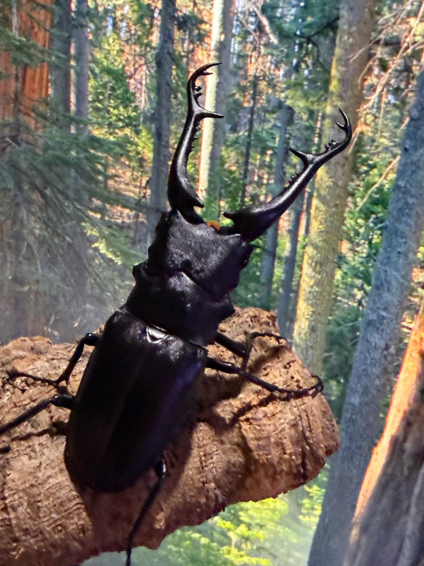 Keisukei's Giraffe Stag Beetle (Prosopocoilus giraffa keisukei)