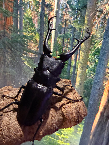 Keisukei's Giraffe Stag Beetle (Prosopocoilus giraffa keisukei)