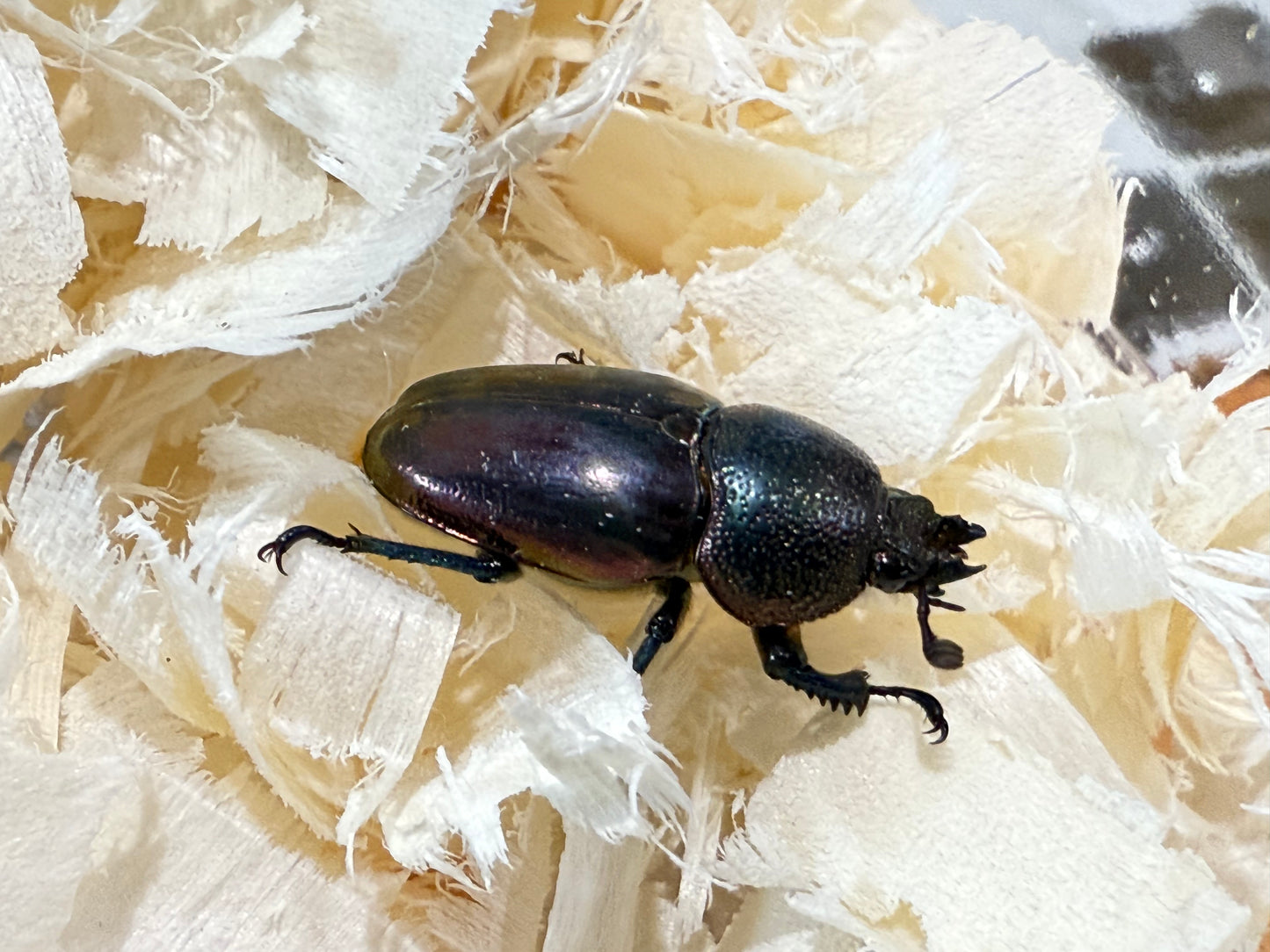 Jewel Stag Beetle (Lamprima adolphinae)