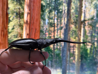 Keisukei's Giraffe Stag Beetle (Prosopocoilus giraffa keisukei)