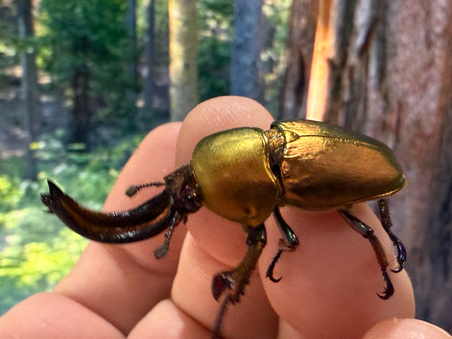 Jewel Stag Beetle (Lamprima adolphinae)