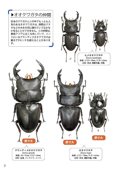 The Lucanid Beetles of the World by Toshiyuki Tsuchiya (Mushi-sha Publishing)