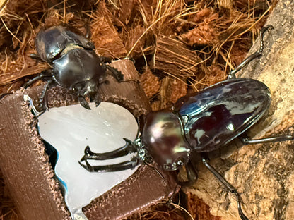 Rainbow Stag Beetle (Phalacrognathus muelleri) Purple