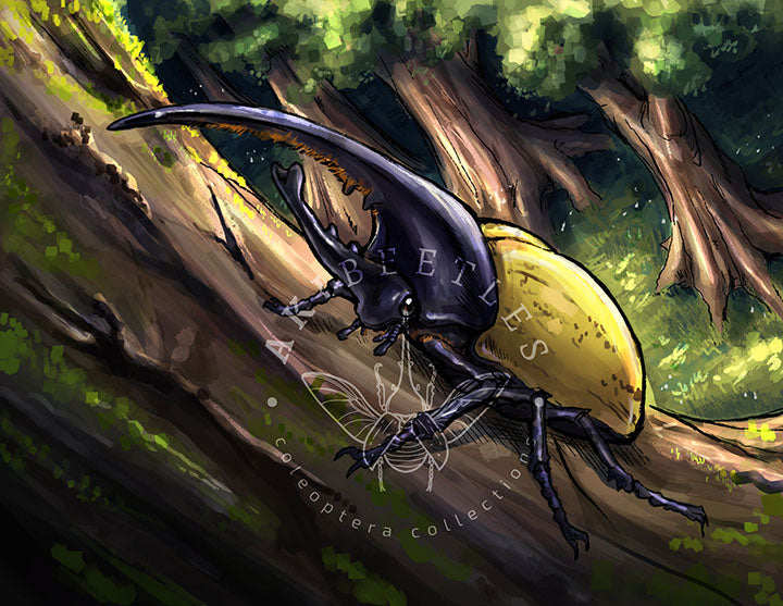 Beetle Greeting Cards (Blank inside)