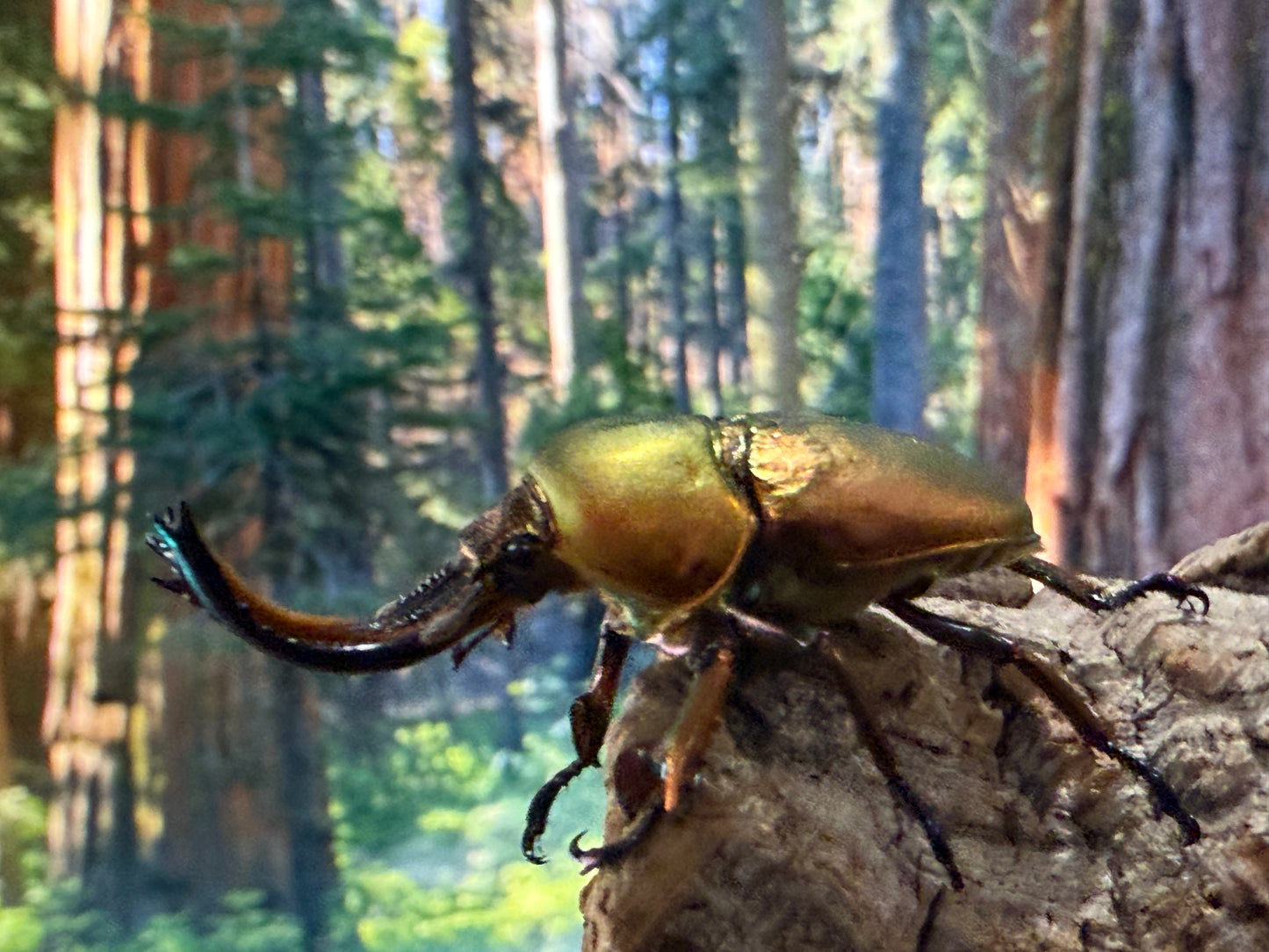 Jewel Stag Beetle (Lamprima adolphinae)