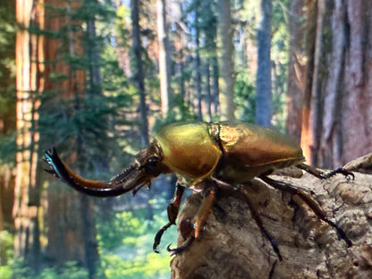 Jewel Stag Beetle (Lamprima adolphinae)