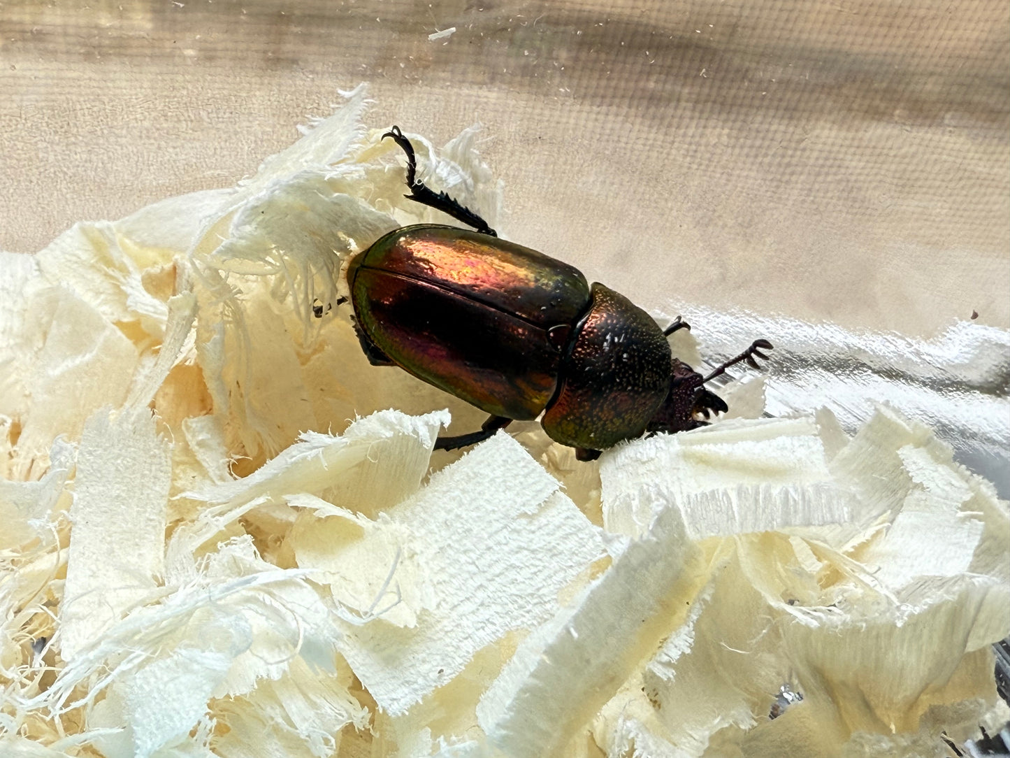 Jewel Stag Beetle (Lamprima adolphinae)