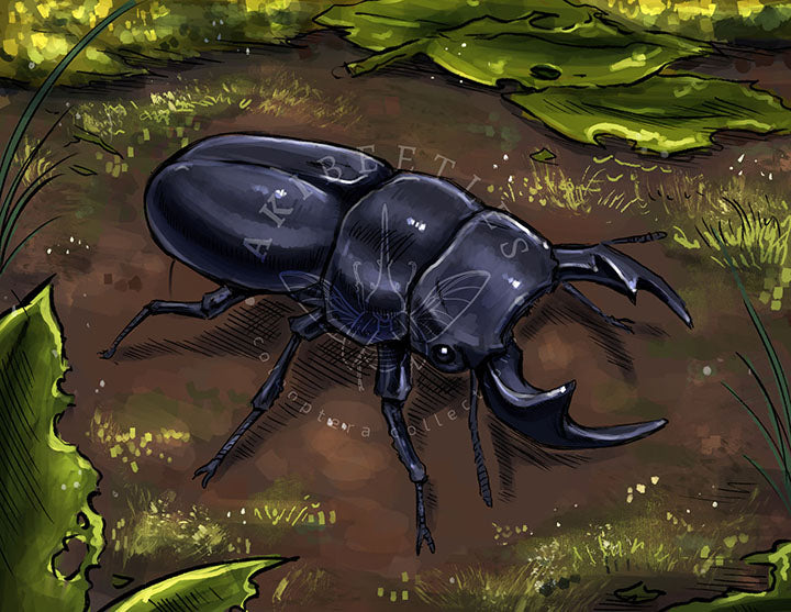 Beetle Greeting Cards (Blank inside)