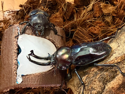 Rainbow Stag Beetle (Phalacrognathus muelleri) Purple