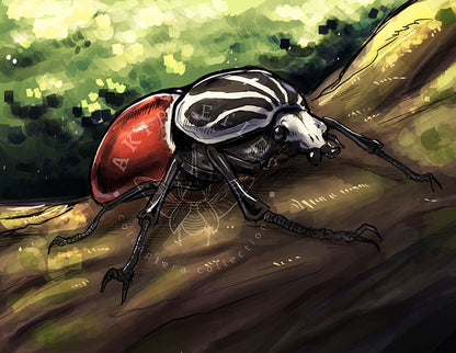 Beetle Greeting Cards (Blank inside)