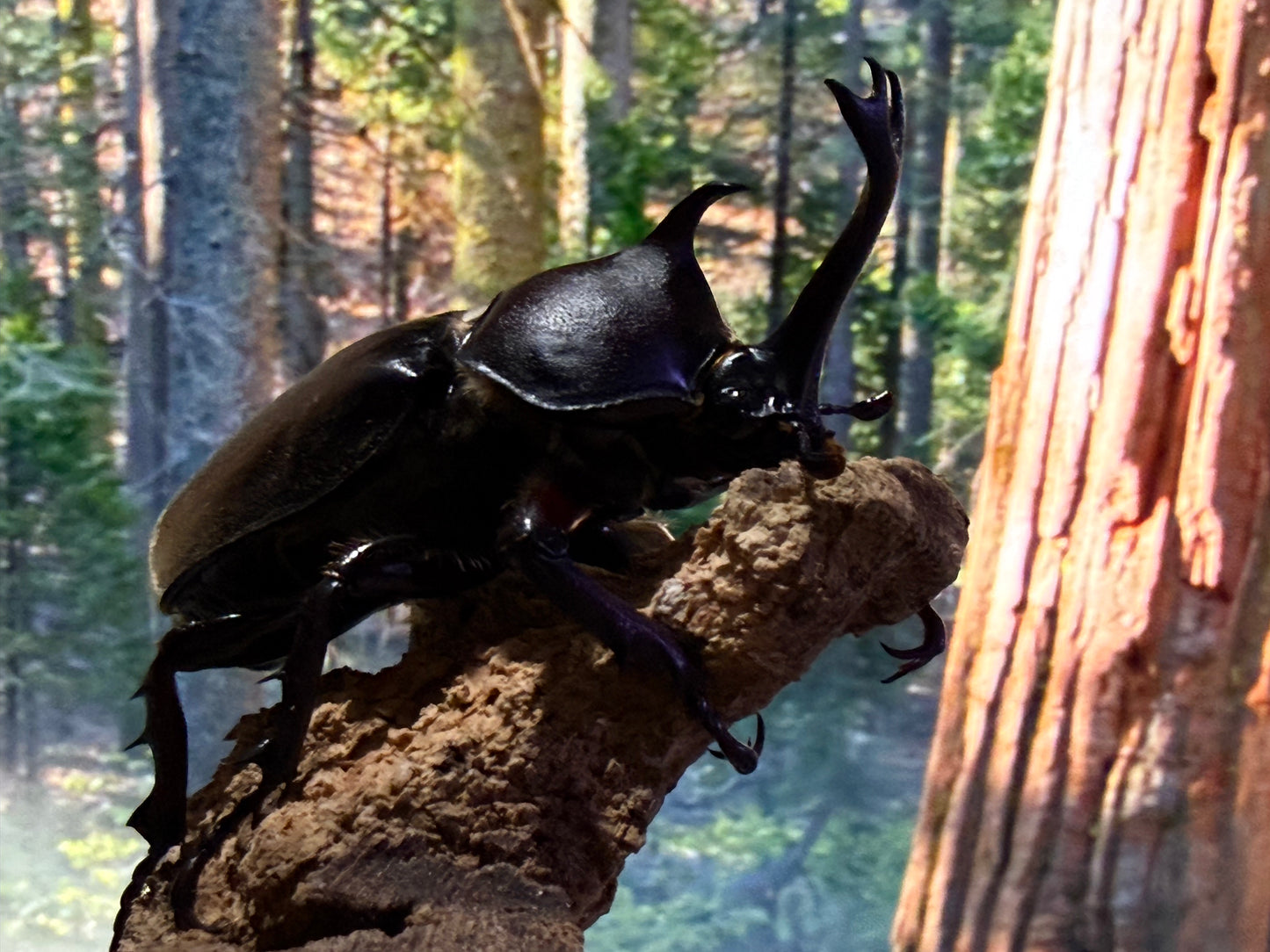 Taiwan Rhinoceros Beetle (Trypoxylus dichotomus tsunobosonu)