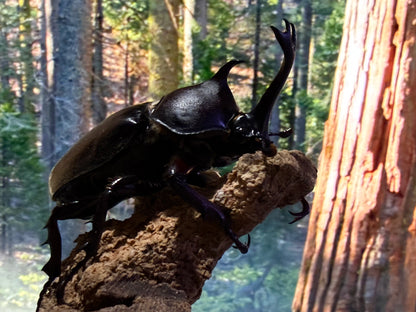 Taiwan Rhinoceros Beetle (Trypoxylus dichotomus tsunobosonu)