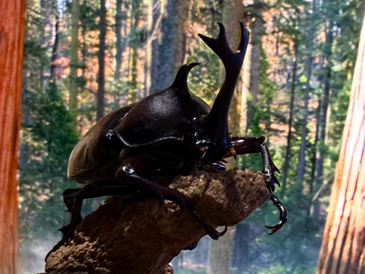 Taiwan Rhinoceros Beetle (Trypoxylus dichotomus tsunobosonu)