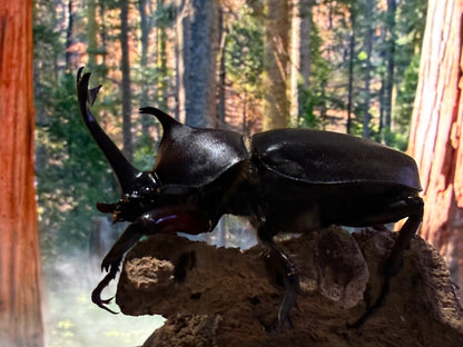 Taiwan Rhinoceros Beetle (Trypoxylus dichotomus tsunobosonu)