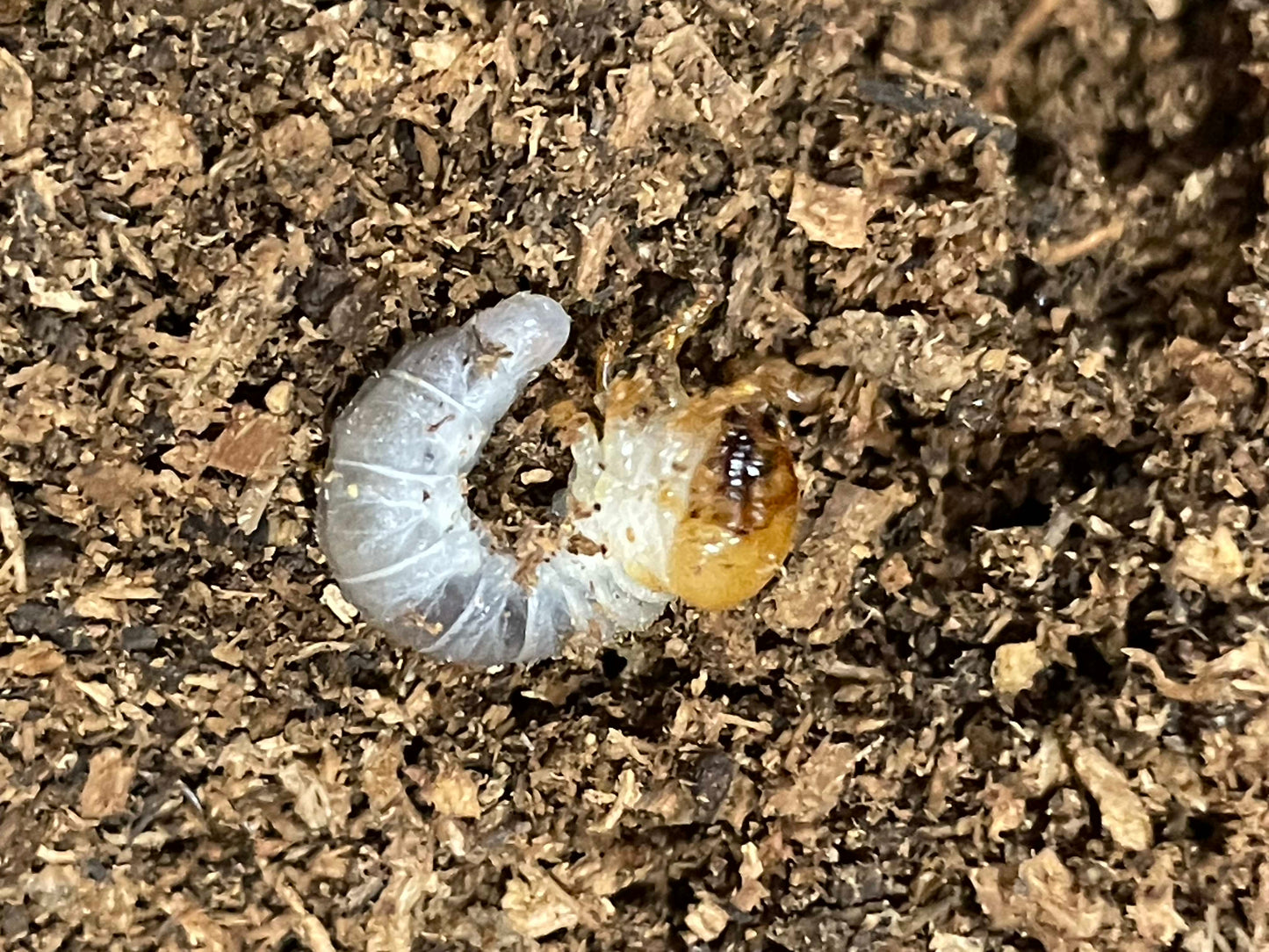 Rainbow Stag Beetle (Phalacrognathus muelleri) Purple