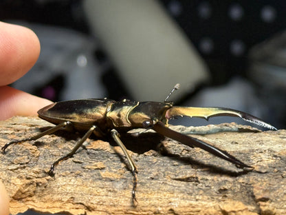 Metallic Stag Beetle (Cyclommatus metallifer finae)