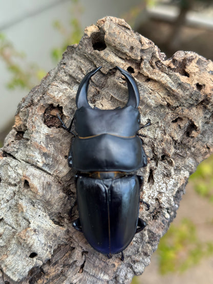Japanese Great Stag Beetle (Dorcus hopei binodulosus)