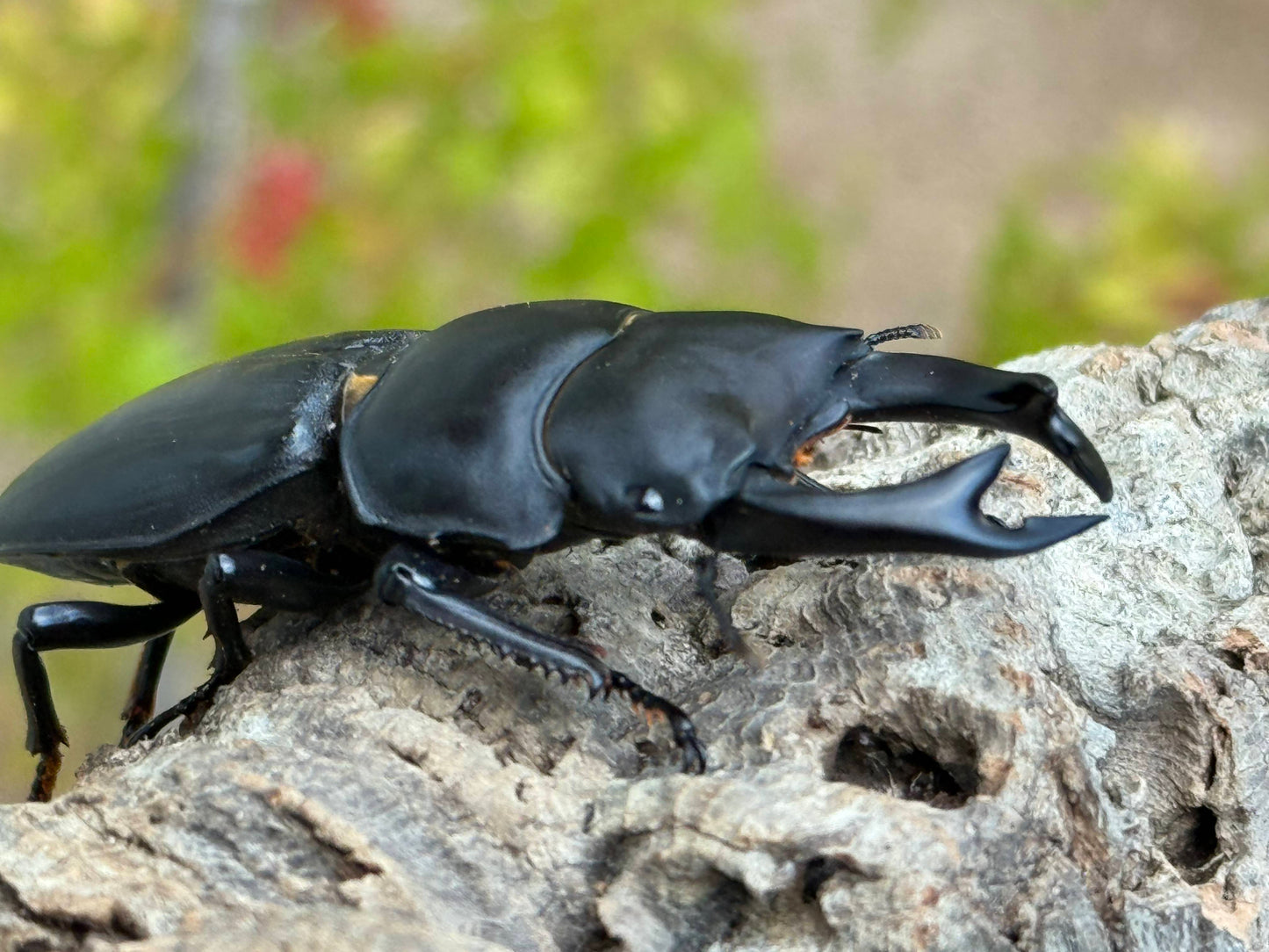 Japanese Great Stag Beetle (Dorcus hopei binodulosus)