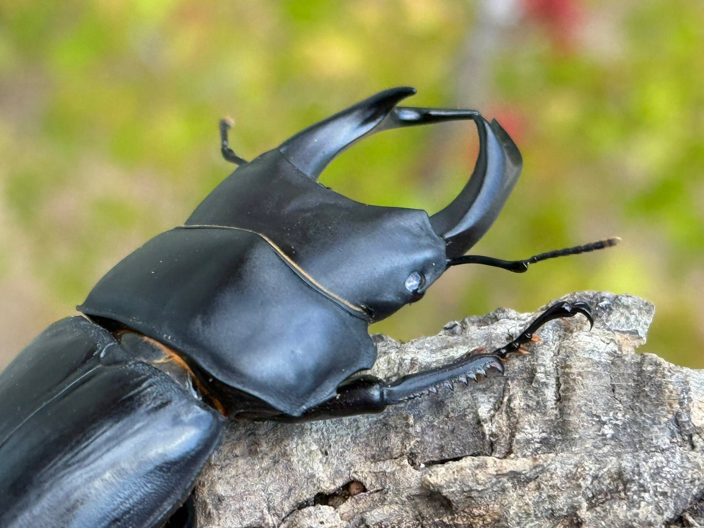 Japanese Great Stag Beetle (Dorcus hopei binodulosus)