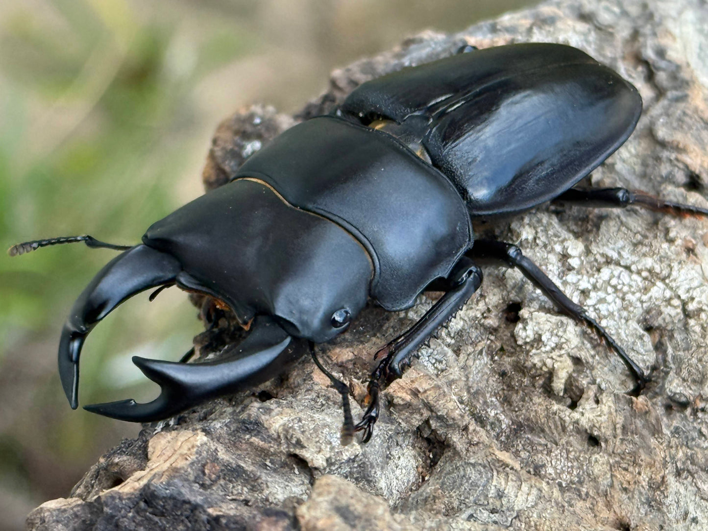 Japanese Great Stag Beetle (Dorcus hopei binodulosus)