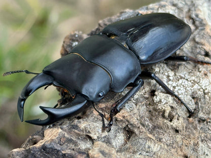 Japanese Great Stag Beetle (Dorcus hopei binodulosus)