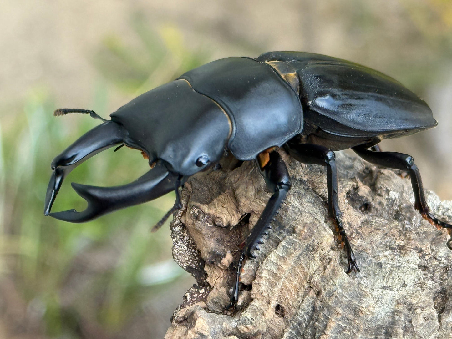 Japanese Great Stag Beetle (Dorcus hopei binodulosus)