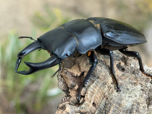Japanese Great Stag Beetle (Dorcus hopei binodulosus)